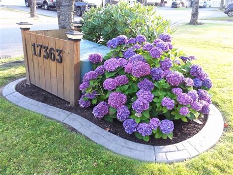 shrubs around electrical box|landscaping to hide utility box.